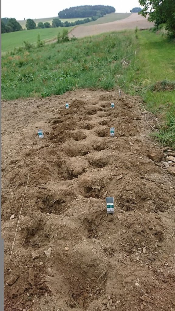 06_Juni_Tomatenüberdachungsbau (2) (Mittel)