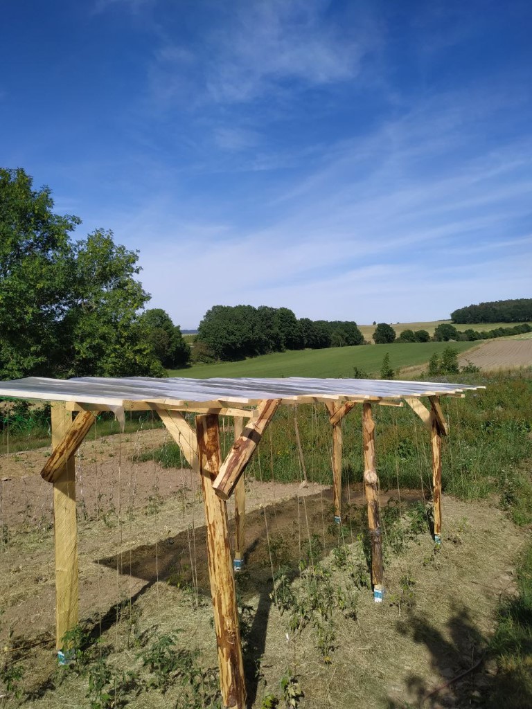 06_Juni_Tomatenüberdachungsbau (3 (Mittel)