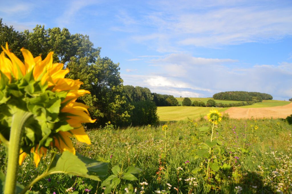 08_August (8) (Mittel)
